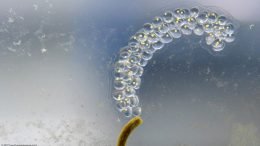 Aquarium Snail Eggs On Tank Glass
