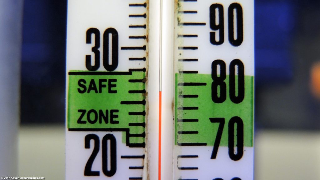 10 Gallon Aquarium Dimensions, Size, Setup Ideas, Kit Tips