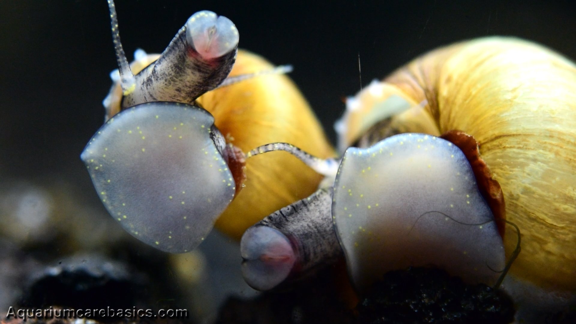 Aquarium Care Basics 10 Keys To A Healthy Freshwater Fish Tank Video