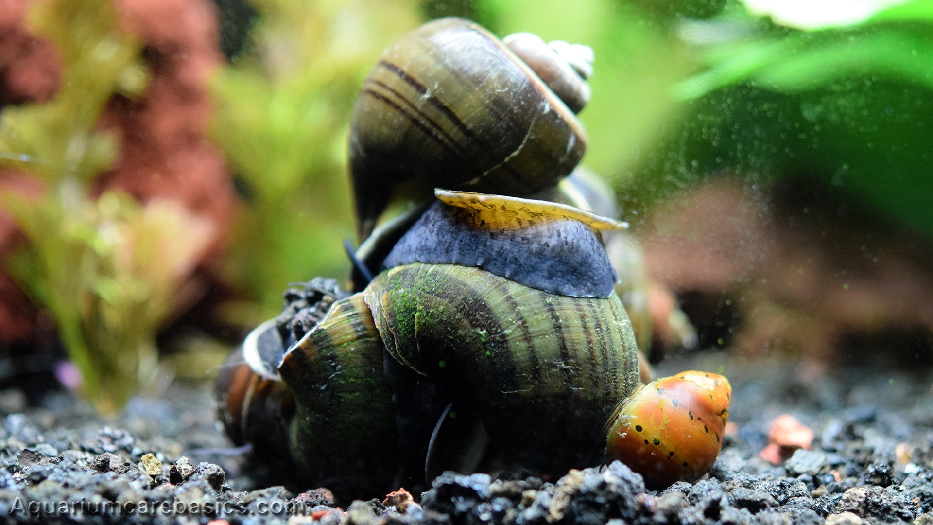 types of fish tank snails