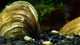 Asian Gold Clam In A Freshwater Aquarium