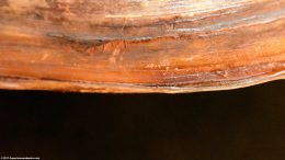 Asian Gold Clam, Closed Tightly