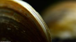 Asian Gold Clam In A Freshwater Fish Tank