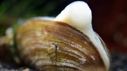 Asian Gold Clam Showing Its Foot