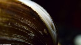 Asian Gold Clam With Its Foot Coming Out