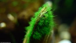 Asian Gold Clam With Green Algae Growth