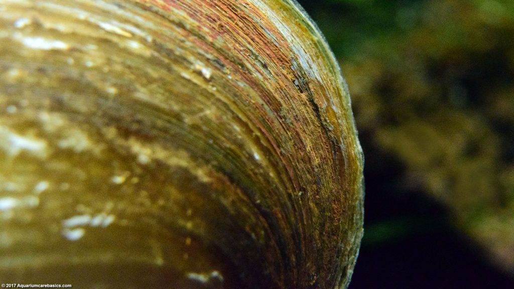 Adult Clip - Asian clam and feeding and Asian feeding clam
