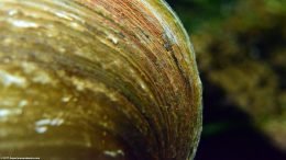 Asian Gold Clam Growth Rings, Upclose