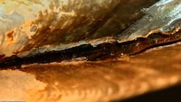 Asian Gold Clam Ligament, Closeup