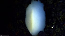 Asian Gold Clam Muscular Foot Against Glass