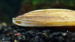 Asian Gold Clam Opening