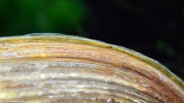 Asian Gold Clam Shell, Upclose