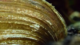 Asian Gold Clam Shell Damage