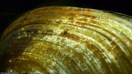 Asian Gold Clam Shell Ridges