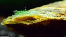 Asian Gold Clam Shell Showing Off Its Texture