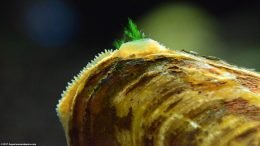 Asian Gold Clam Siphons, Upclose