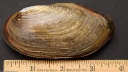 Asian Gold Clam Size