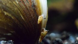 Asian Gold Clam With Trumpet Snails