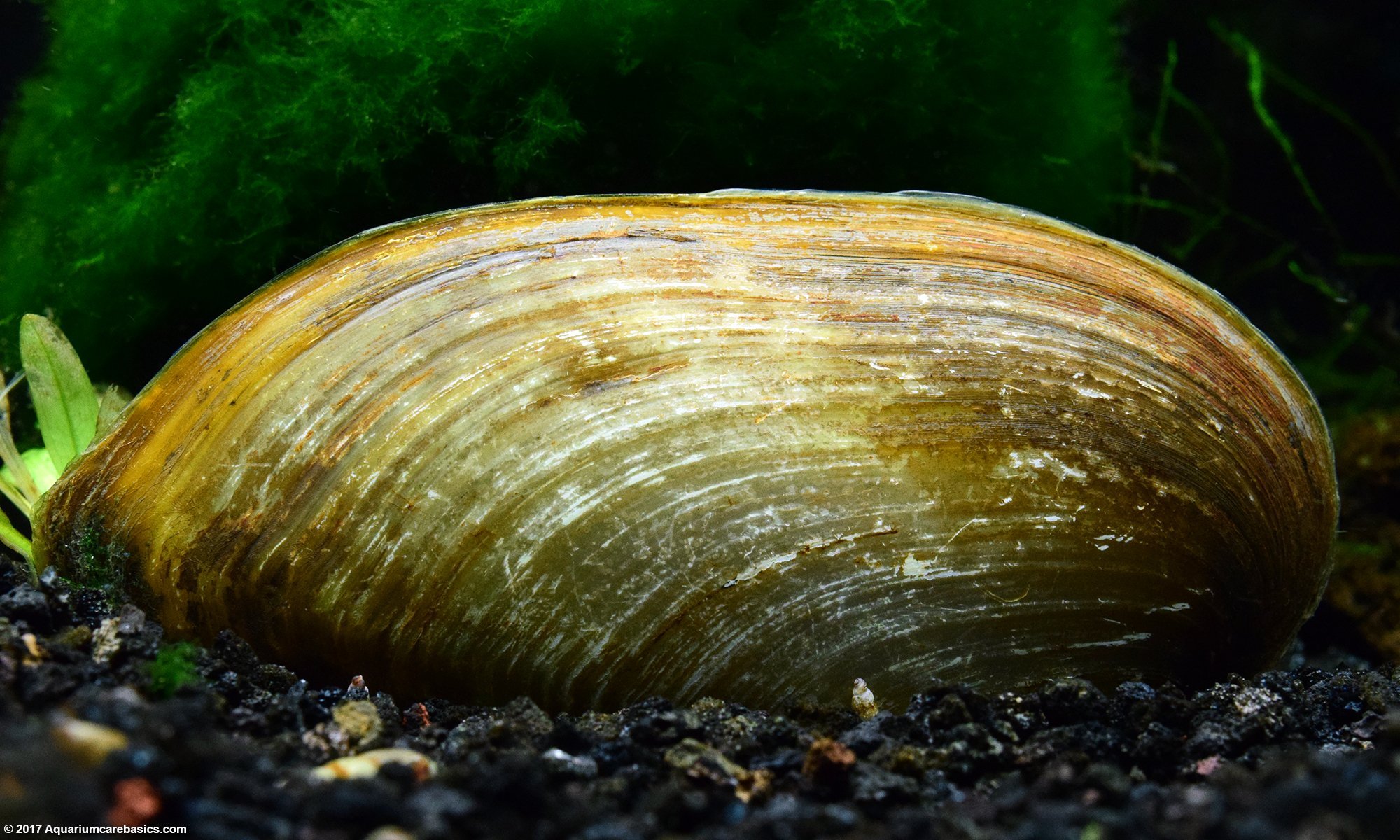 Asian Gold Clams In A Freshwater Tank