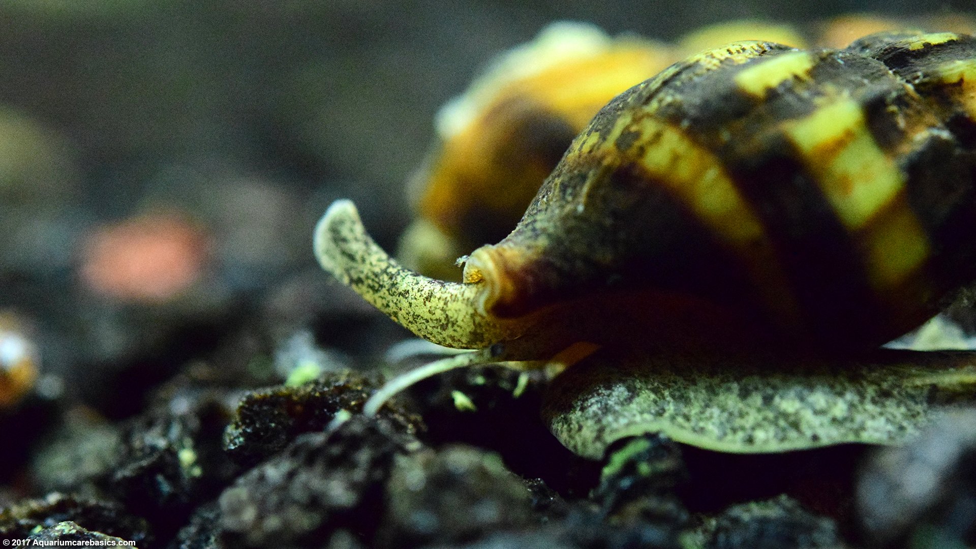 Gallery Of Assassin Snail Pictures.