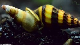 Assassin Snail Eating A Trumpet Snail