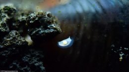 Assassin Snail Egg On Aquarium Glass