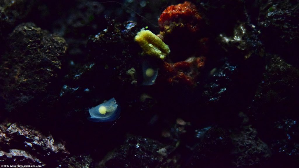 Assassin Snail Care, Size, Diet, Feeding & Tankmates Video