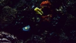 Assassin Snail Eggs On Tank Glass