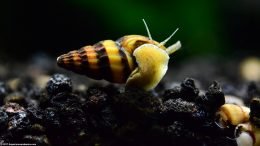 Assassin Snail Foot On Glass