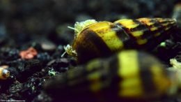 Assassin Snail In A Freshwater Aquarium