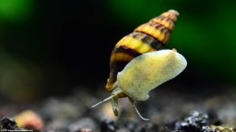 Assassin Snail On Glass