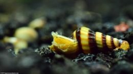 Assassin Snail Opening On Tank Bottom