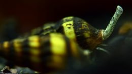 Assassin Snail Proboscis, Upclose