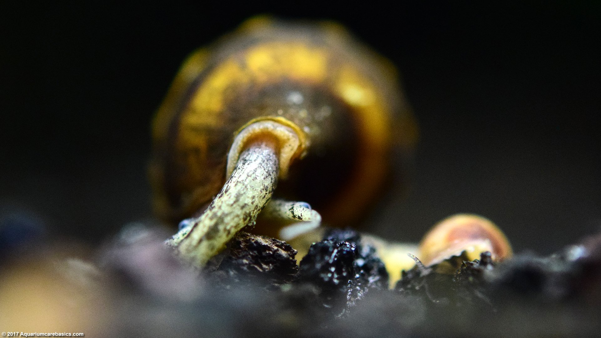 Assassin Snail Proboscis, Closeup.