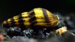 Assassin Snail Shell, Upclose