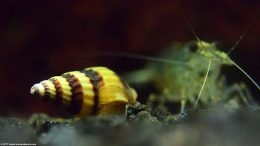 Assassin Snail Shell Apex