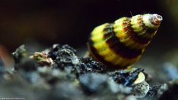 Assassin Snail Shell, Closeup