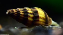 Assassin Snail Shell Texture