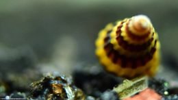 Assassin Snail Shell Whorl