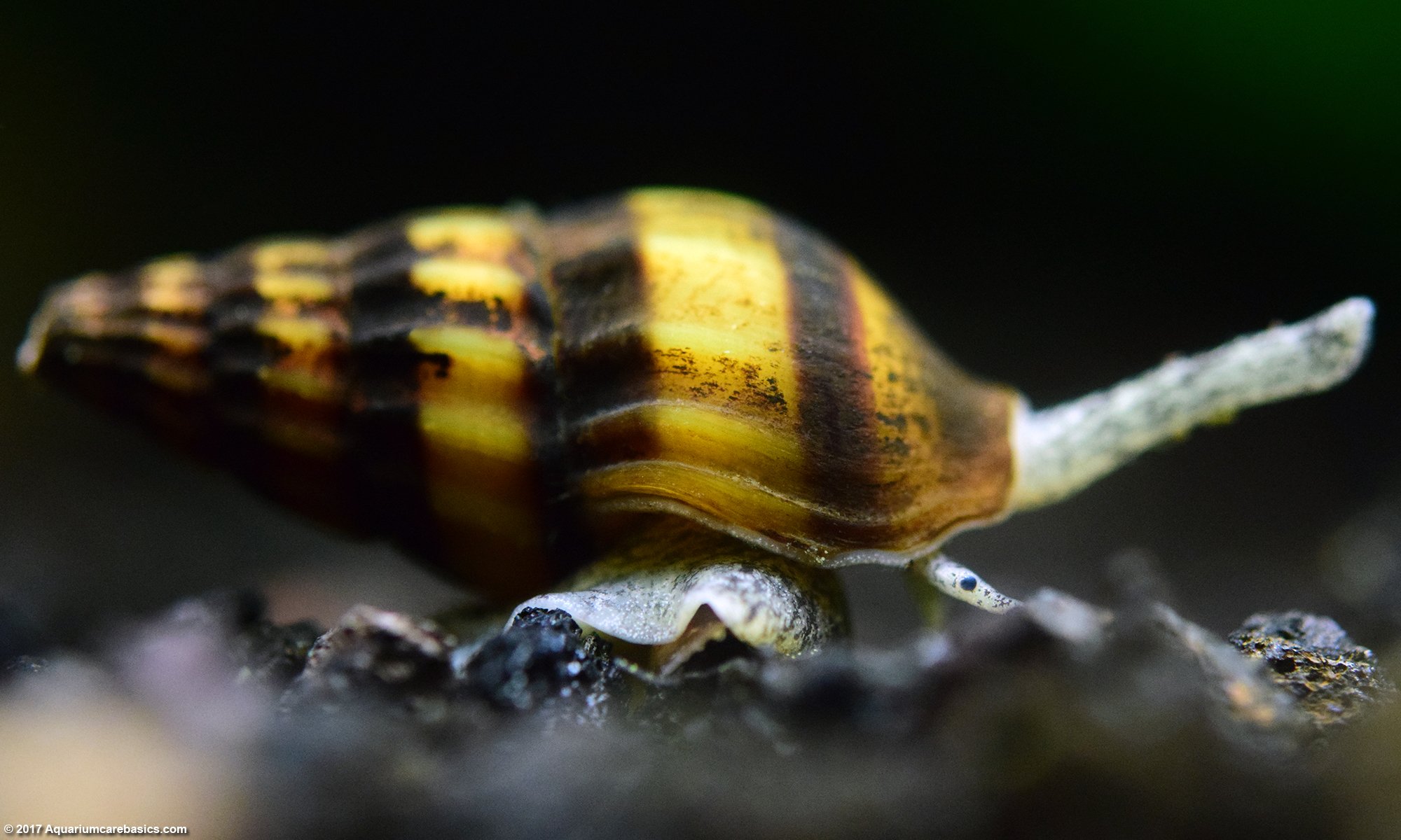 Assassin Snail In A Freshwater Aquarium