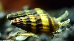 Assassin Snails Showing Their Proboscis, Closeup