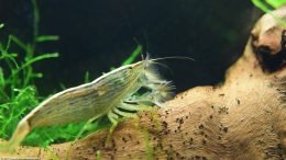 Atyopsis Moluccensis On Driftwood, With Fans Open