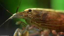 Atyopsis Moluccensis Eyes Head