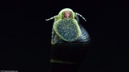 Baby Gold Rabbit Snail Eating Algae Off Aquarium Glass