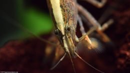 Bamboo Shrimp Filter Feeding In Freshwater Tank