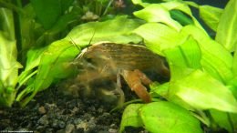 Bamboo Shrimp Like Aquarium Plants