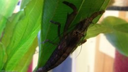 Dark Brown Bamboo Shrimp Under A Green Amazon Sword Leaf