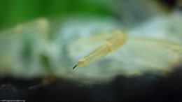 Empty Molted Shell Showing Leg And Claw