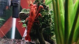 Bamboo Shrimp: Henna Color