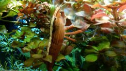 Bamboo Shrimp Color: Brown With White Stripe